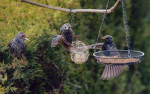 Les oiseaux qui chantent le mieux