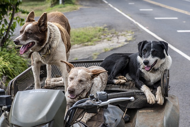 Les chiens incroyables